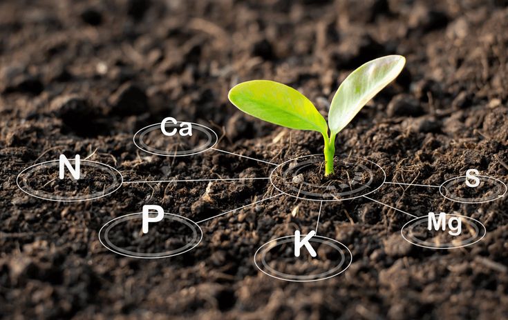 Plant Products